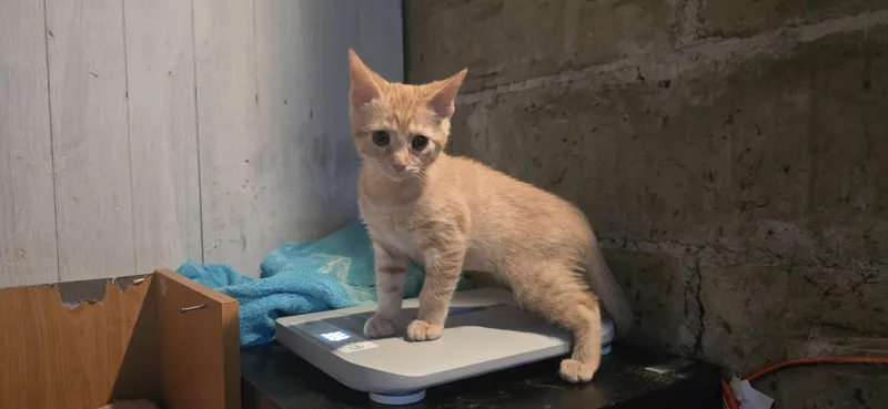 A baby small-sized female Orange & White Domestic Short Hair cat named Apricot And Tangerine for adoption in Pittsburgh, PA