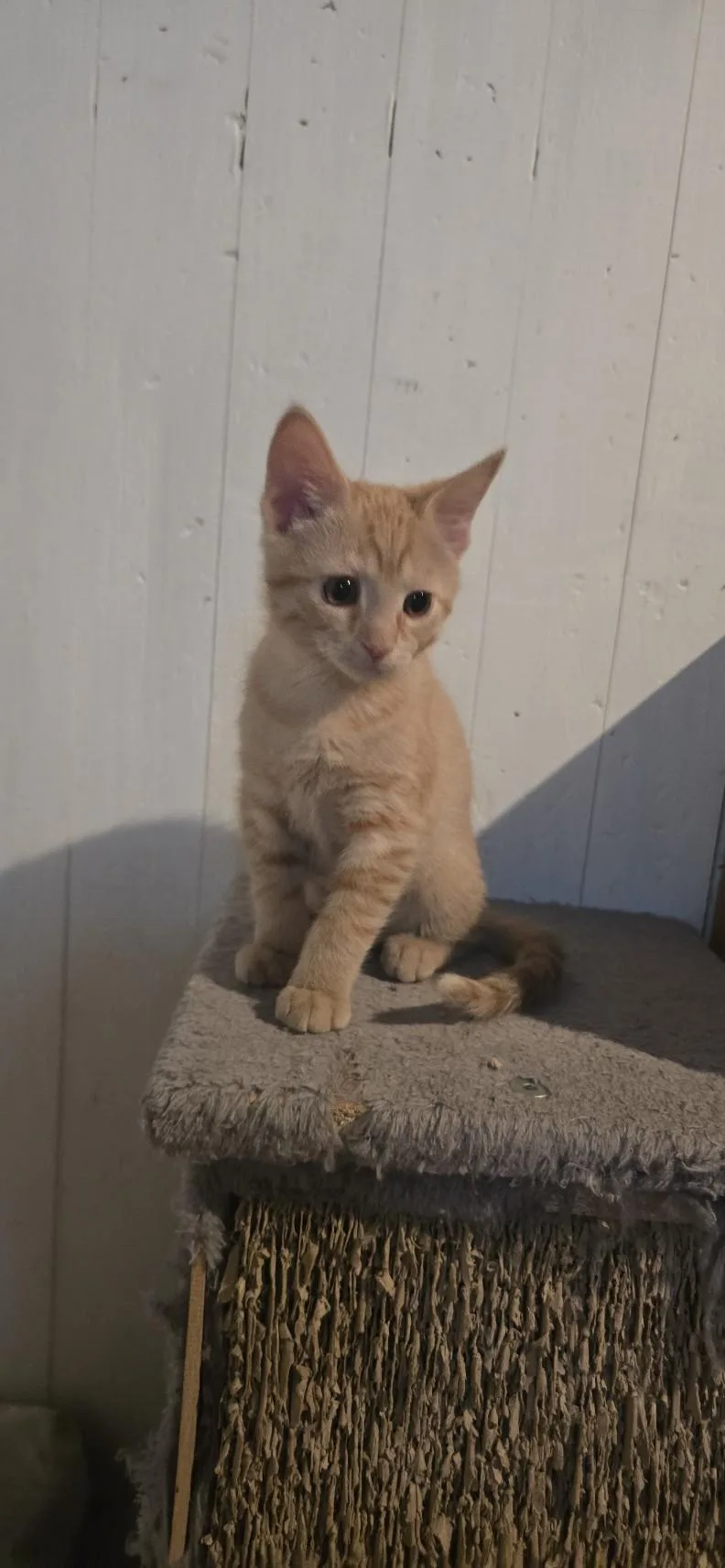 Apricot And Tangerine thumbnail 2