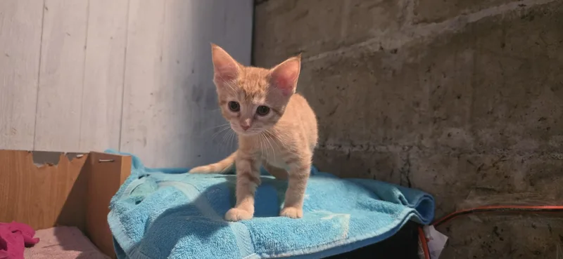 Apricot And Tangerine thumbnail 3