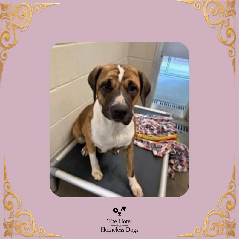 A young medium-sized female Brown / Chocolate Mixed Breed dog named Peaches for adoption in Cumberland, RI
