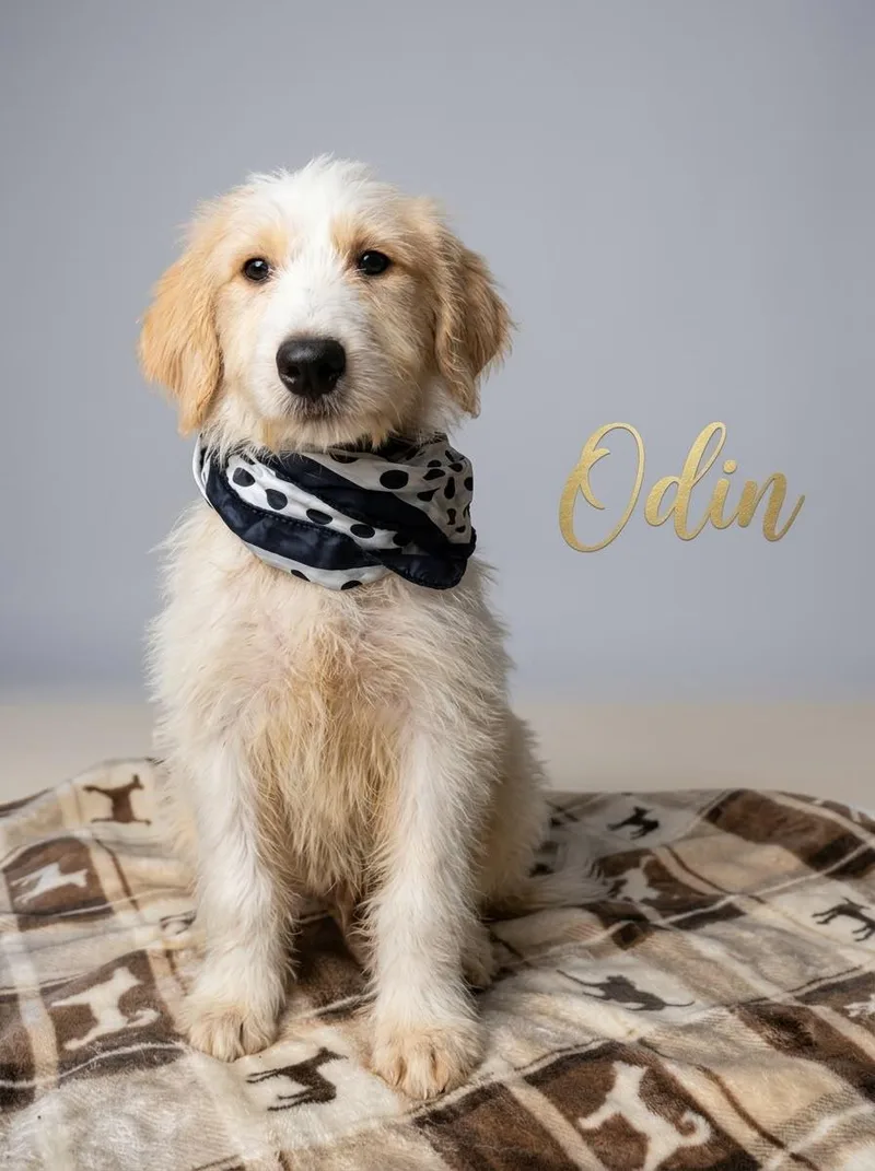 A young large-sized male Apricot / Beige Sheepadoodle dog named Odin for adoption in Chula Vista, CA
