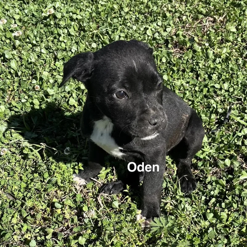 Oden