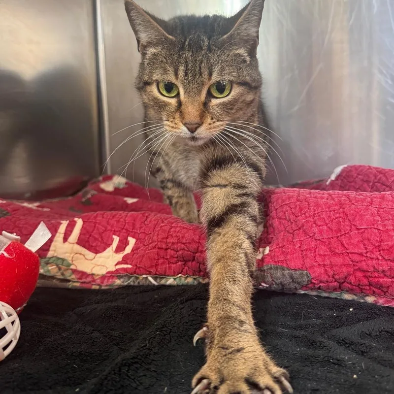 Madeline thumbnail 3