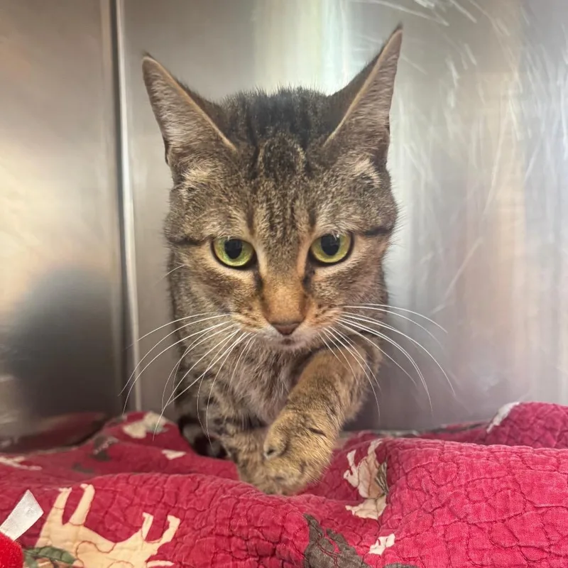 Madeline thumbnail 4