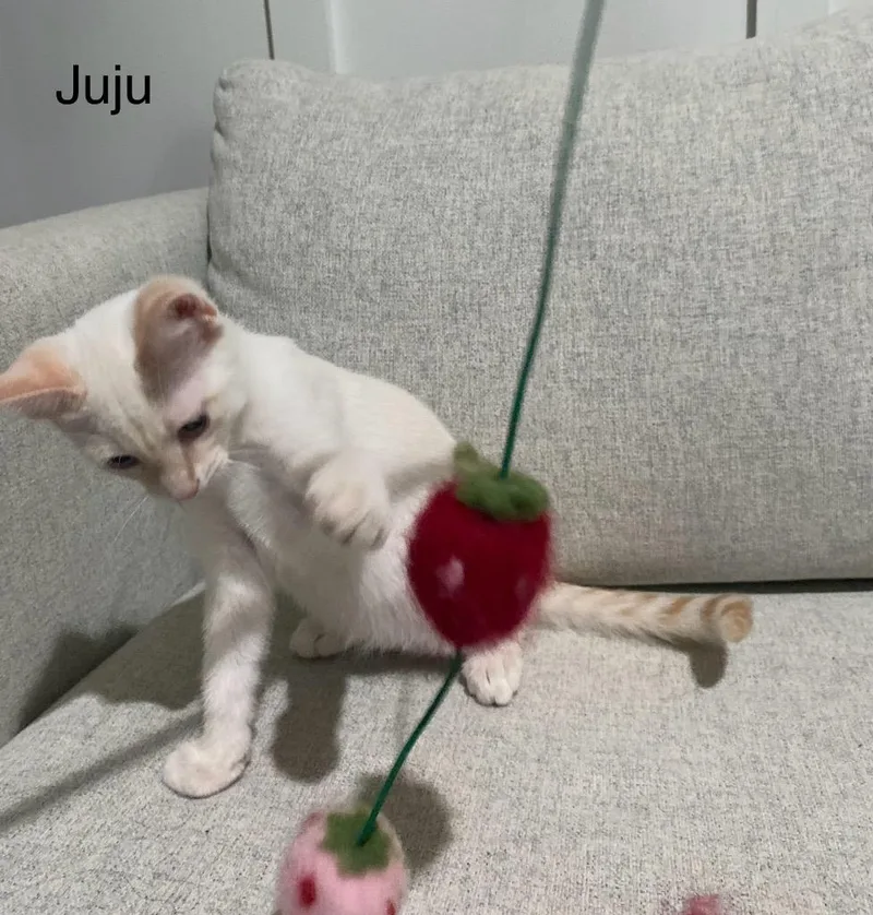 Juju