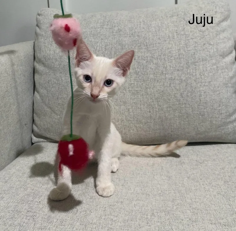 Juju thumbnail 2