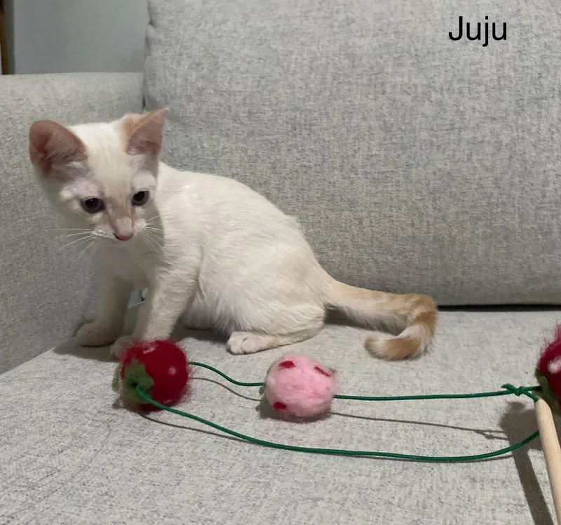 Juju thumbnail 3