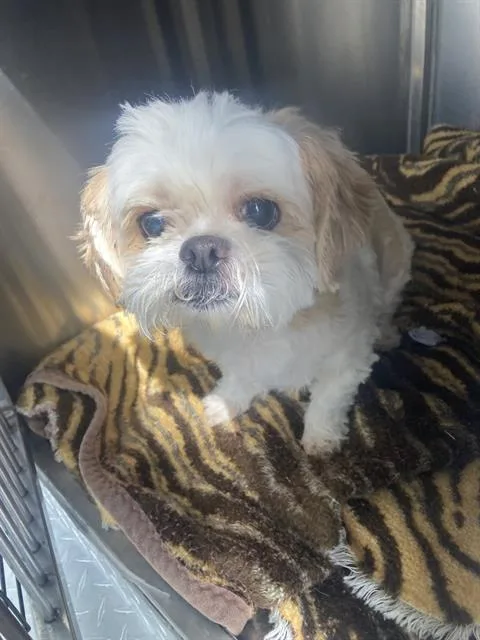 A senior small-sized female Schnauzer dog named Mimi for adoption in Dallas, TX