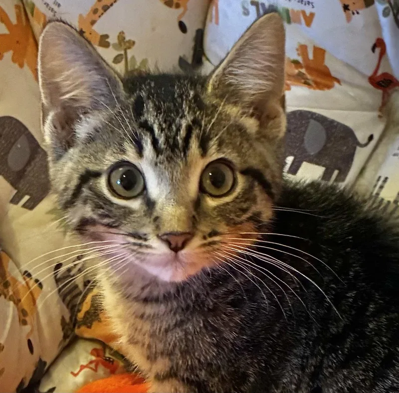 A baby medium-sized male Domestic Short Hair cat named Pedro for adoption in Shawnee, KS