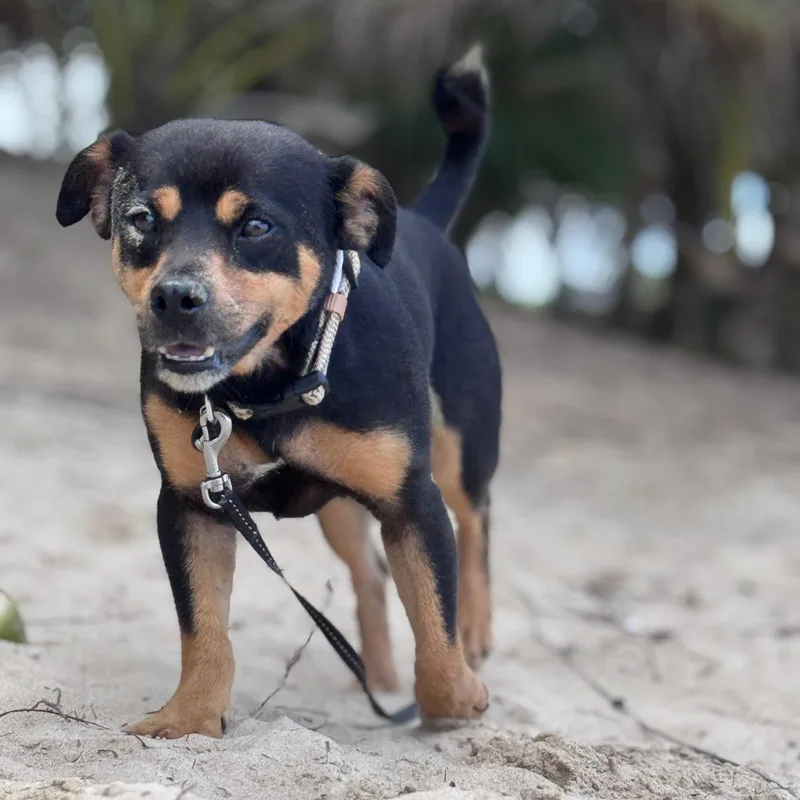 Meet Tiny Tony – thumbnail 3