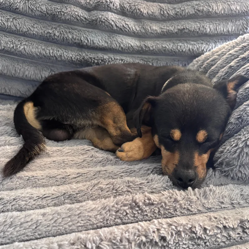 Meet Tiny Tony – thumbnail 4