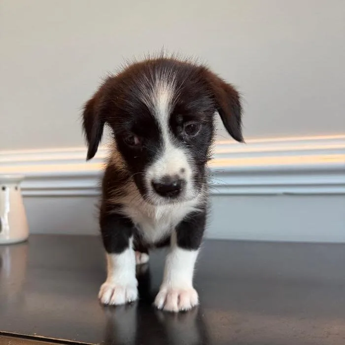 A baby medium-sized female Australian Shepherd dog named Dolma for adoption in North Myrtle Beach, SC