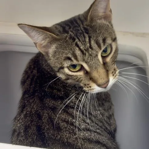 An adult medium-sized male Domestic Short Hair cat named Luke for adoption in Reisterstown, MD
