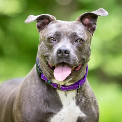 An adult large-sized female Gray / Blue / Silver Pit Bull Terrier dog named Olive for adoption in Reisterstown, MD