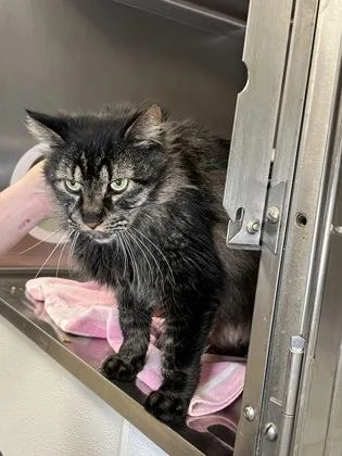 An adult medium-sized male Domestic Long Hair cat named Smoke for adoption in Elmira, NY