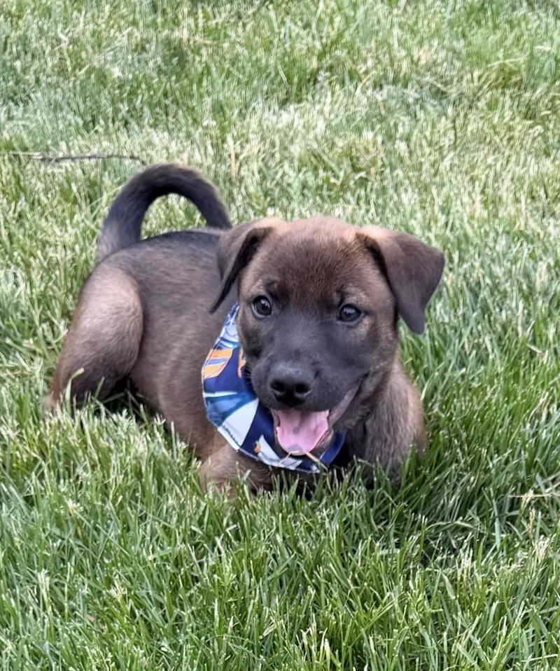 A baby medium-sized male Shepherd dog named Buddy for adoption in Sycamore, IL