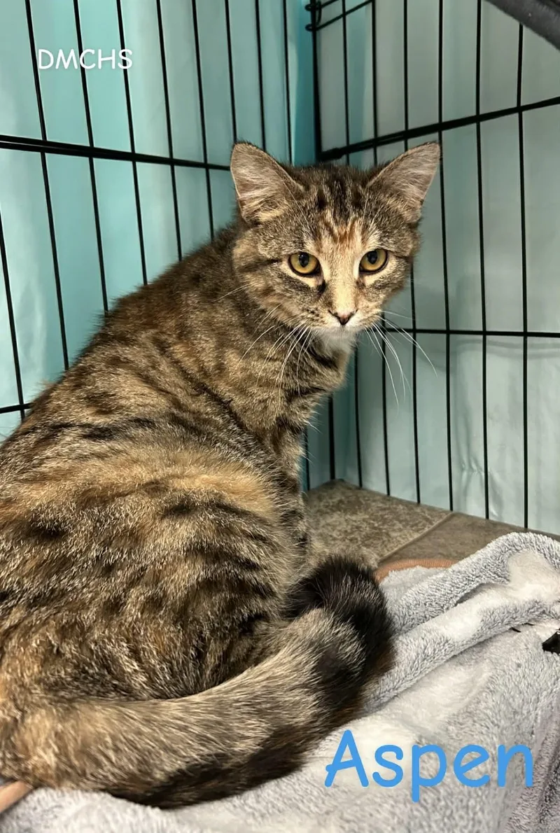 A young medium-sized female Tabby (Brown / Chocolate) Domestic Short Hair cat named Aspen for adoption in Burlington, IA