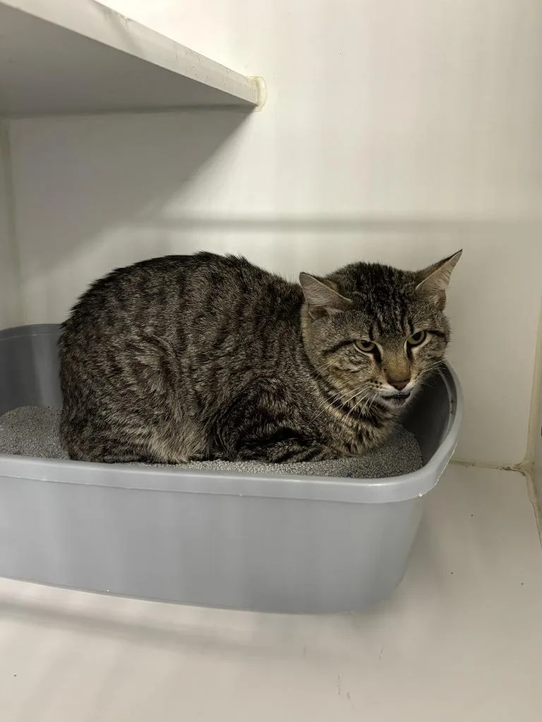 An adult medium-sized male Domestic Short Hair cat named Boss for adoption in Sunnyvale, TX