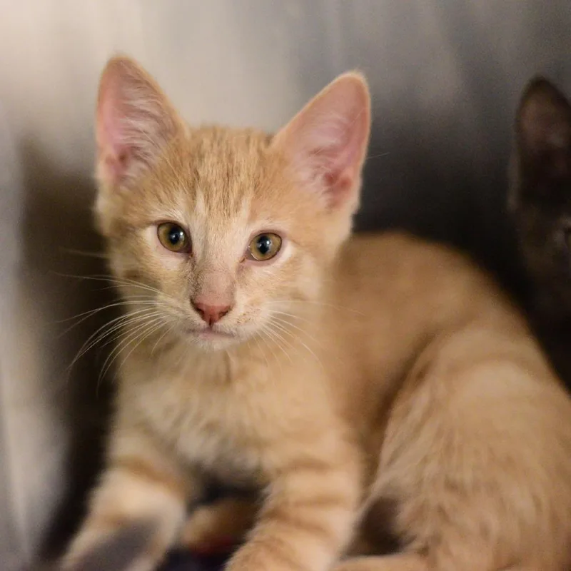 A baby small-sized male Buff / Tan / Fawn Domestic Short Hair cat named Tango for adoption in Idaho Falls, ID