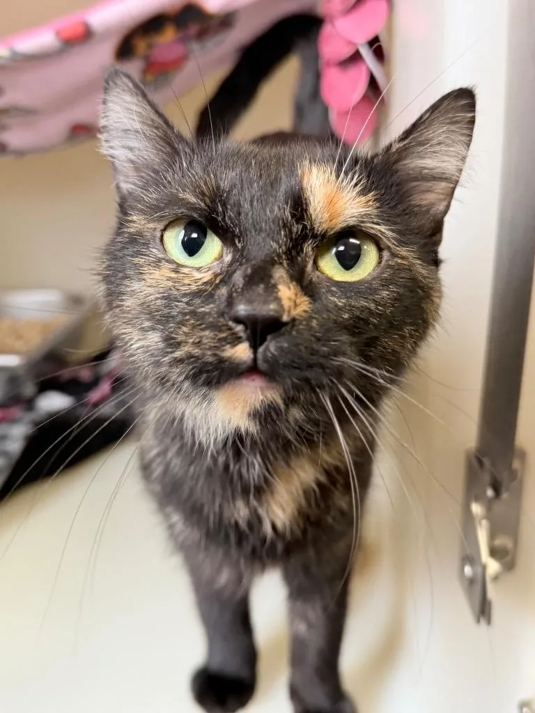 A baby medium-sized female Domestic Short Hair cat named Thessaly for adoption in Menomonie, WI