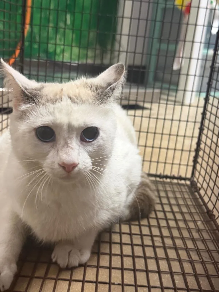 A young medium-sized female Domestic Short Hair cat named Shrimp for adoption in New Braunfels, TX