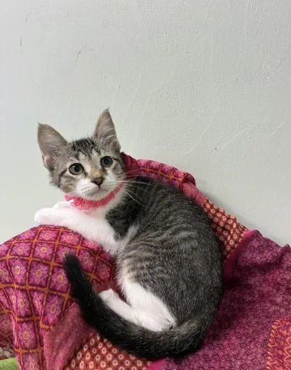 A baby medium-sized female Domestic Short Hair cat named Plumberry for adoption in Picayune, MS