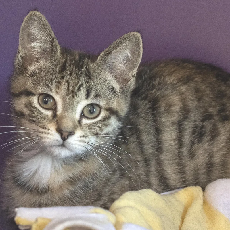 A baby medium-sized female Tabby (Brown / Chocolate) Domestic Short Hair cat named Loon for adoption in Pontiac, MI