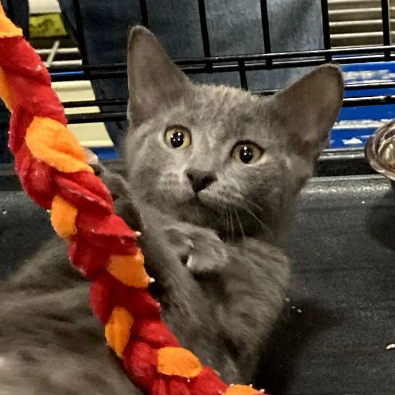 A baby small-sized male Gray / Blue / Silver Domestic Short Hair cat named Riley for adoption in Springfield, IL