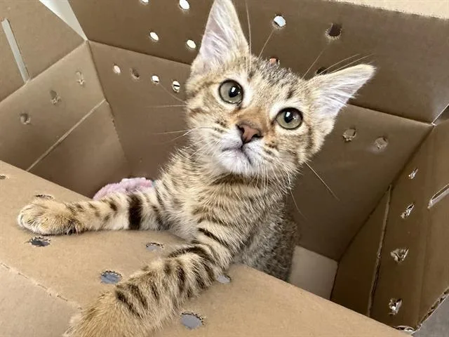 A baby small-sized female Domestic Short Hair cat named Honeybee for adoption in Ontario, CA