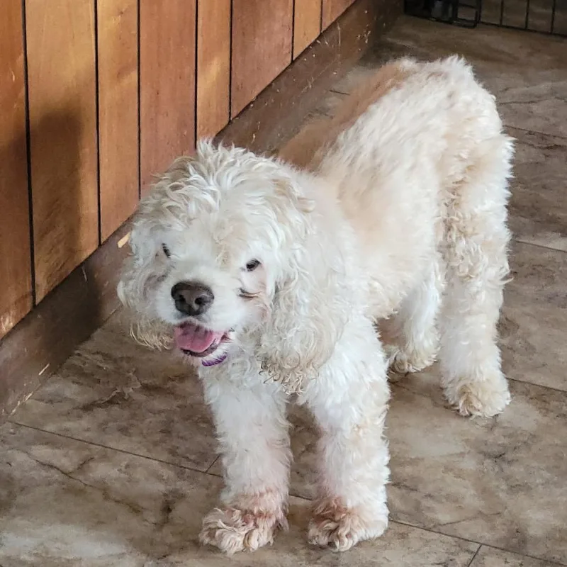 A senior small-sized male White / Cream Cocker Spaniel dog named Beacon for adoption in Tunkhannock, PA