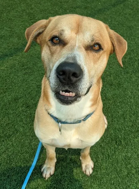 An adult large-sized male Mixed Breed dog named Bruce for adoption in Dallas, TX