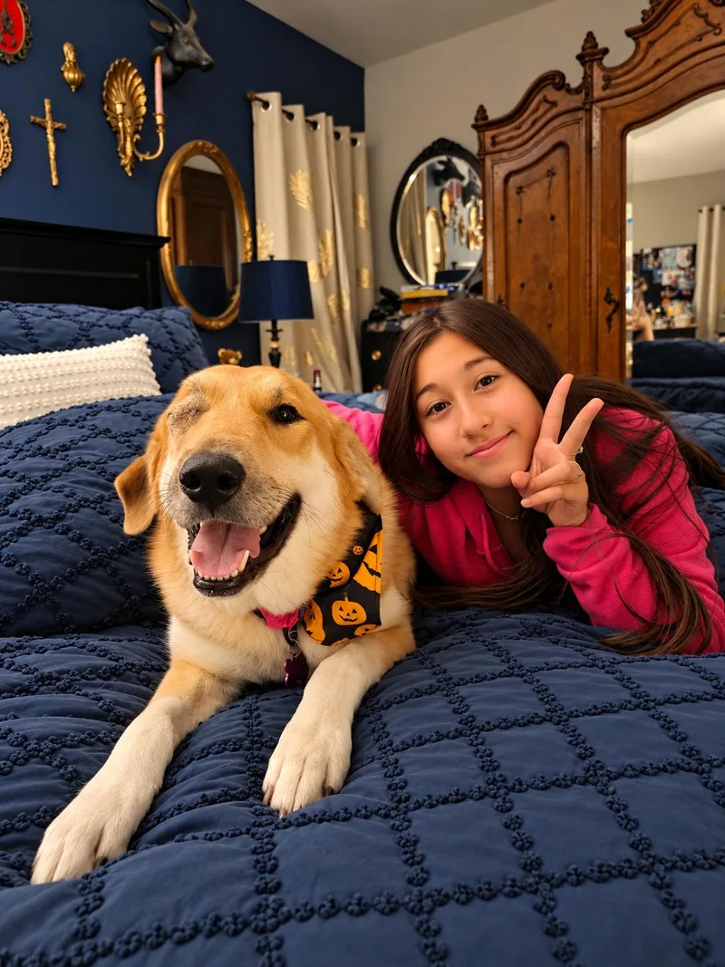 An adult large-sized female Great Pyrenees dog named Muppet Eye Mocha The for adoption in Menifee, CA
