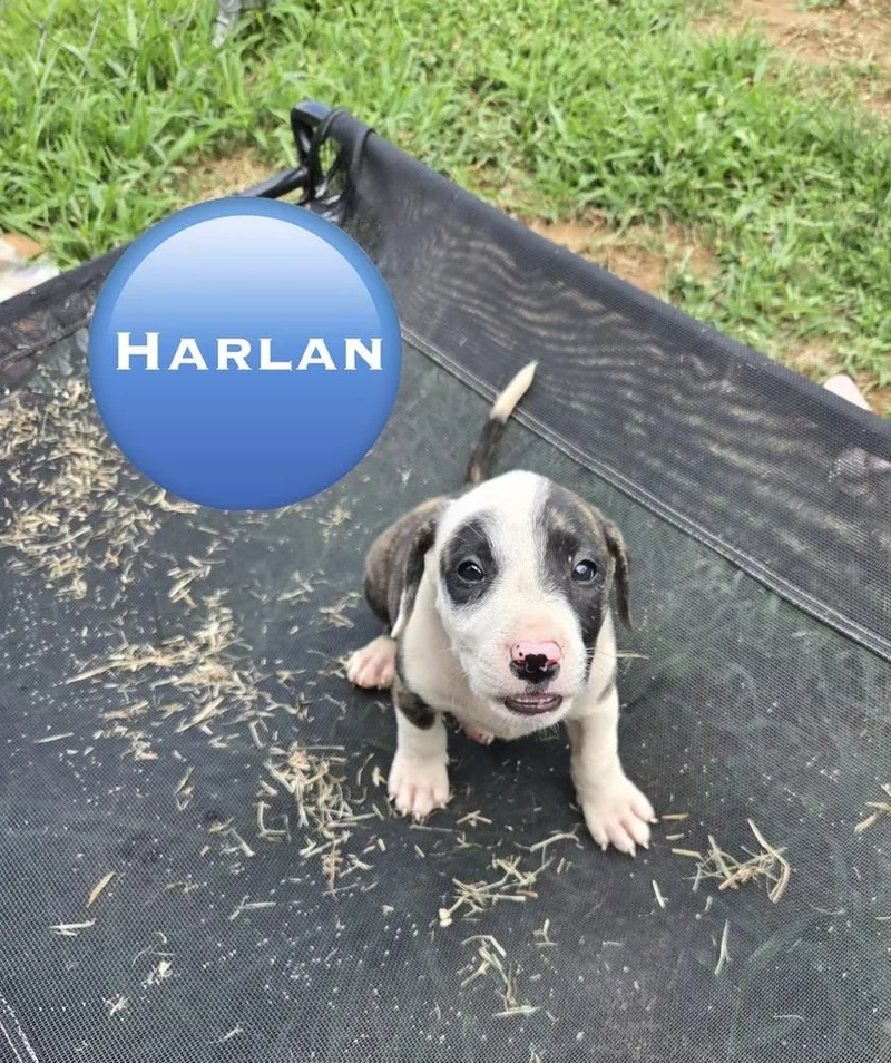 A baby medium-sized male Tricolor (Brown, Black, & White) Pit Bull Terrier dog named Harlan for adoption in Wenonah, NJ