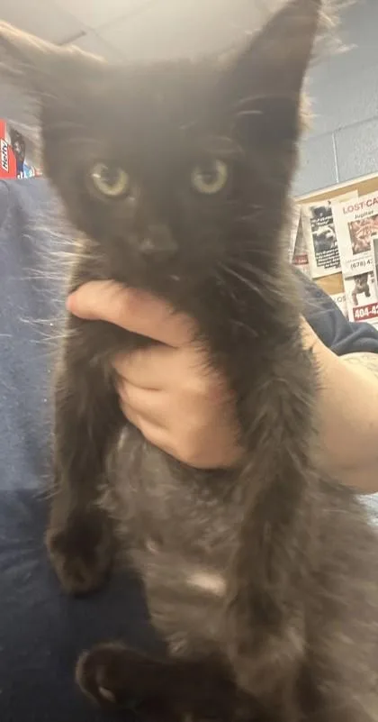 A baby small-sized male Domestic Short Hair cat named Killian for adoption in Chamblee, GA
