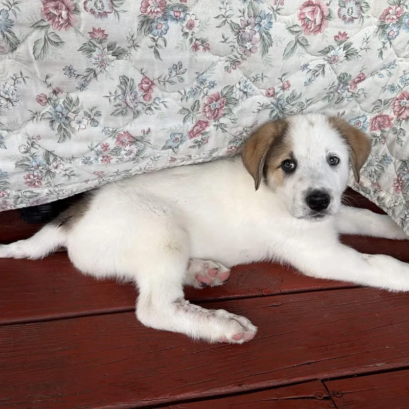 A baby extra large-sized male Great Pyrenees dog named Loki for adoption in Columbus, OH