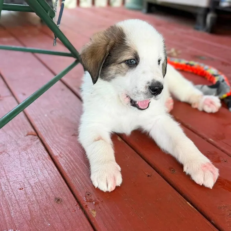 Loki thumbnail 3
