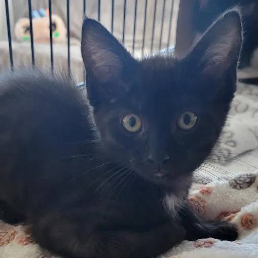A baby small-sized male Black Domestic Short Hair cat named Smore for adoption in Grand Island, NE