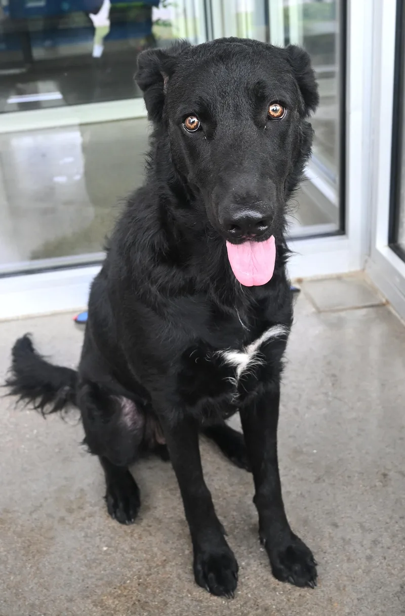 An adult medium-sized male Black Labrador Retriever dog named 22762 for adoption in Broken Arrow, OK