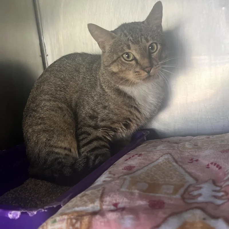 A young small-sized male Gray / Blue / Silver American Shorthair cat named Rocco for adoption in Jacksonville, AR
