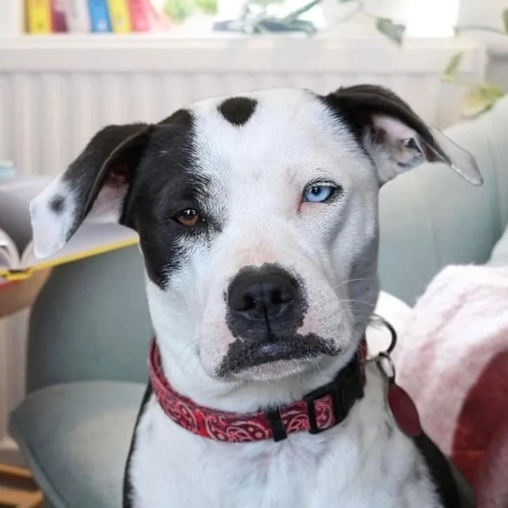 Vivian Leigh thumbnail 2