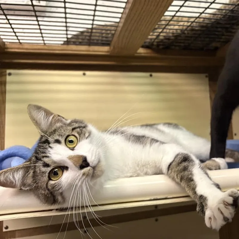 A young medium-sized male Tabby (Brown / Chocolate) Domestic Short Hair cat named Teddy for adoption in Beacon, NY