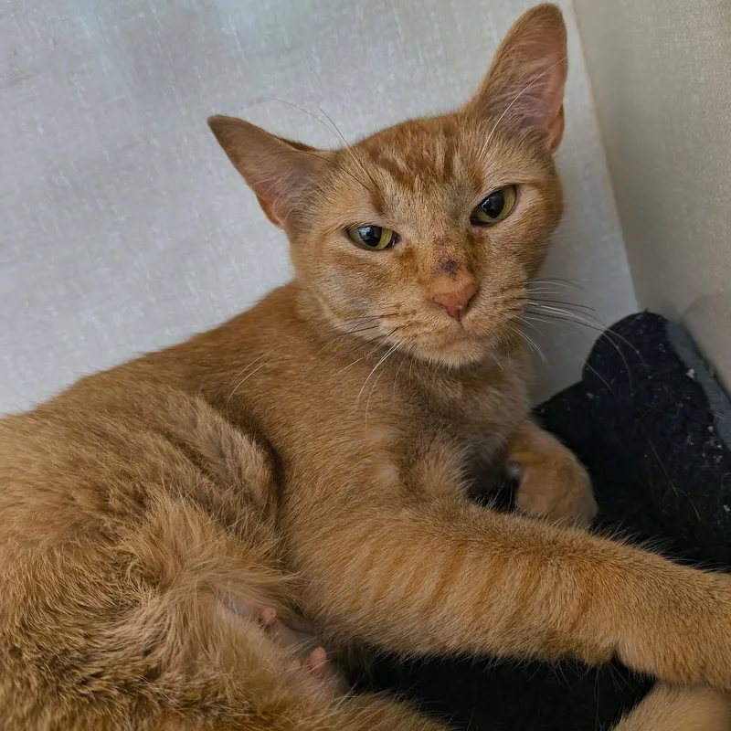 A young medium-sized female Tabby (Orange / Red) Domestic Short Hair cat named Juju for adoption in Saint Marys, PA