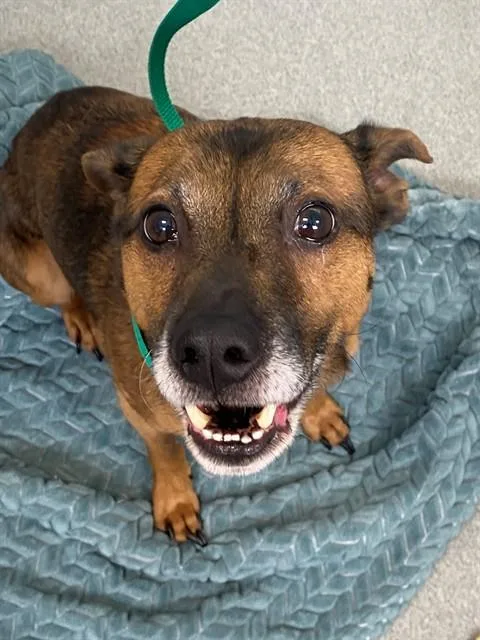 An adult small-sized male Fox Terrier dog named Tinker for adoption in Fayetteville, NC