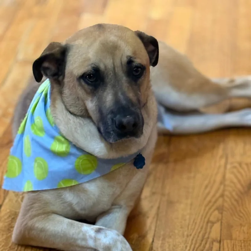 An adult large-sized male Yellow / Tan / Blond / Fawn German Shepherd Dog dog named Jesse for adoption in New York, NY