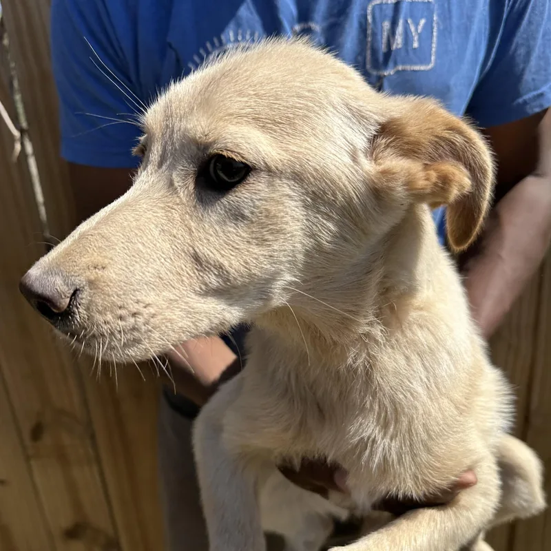 Poppi  Local April thumbnail 2