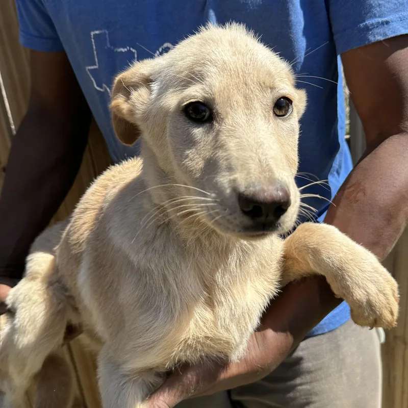 Poppi  Local April thumbnail 3