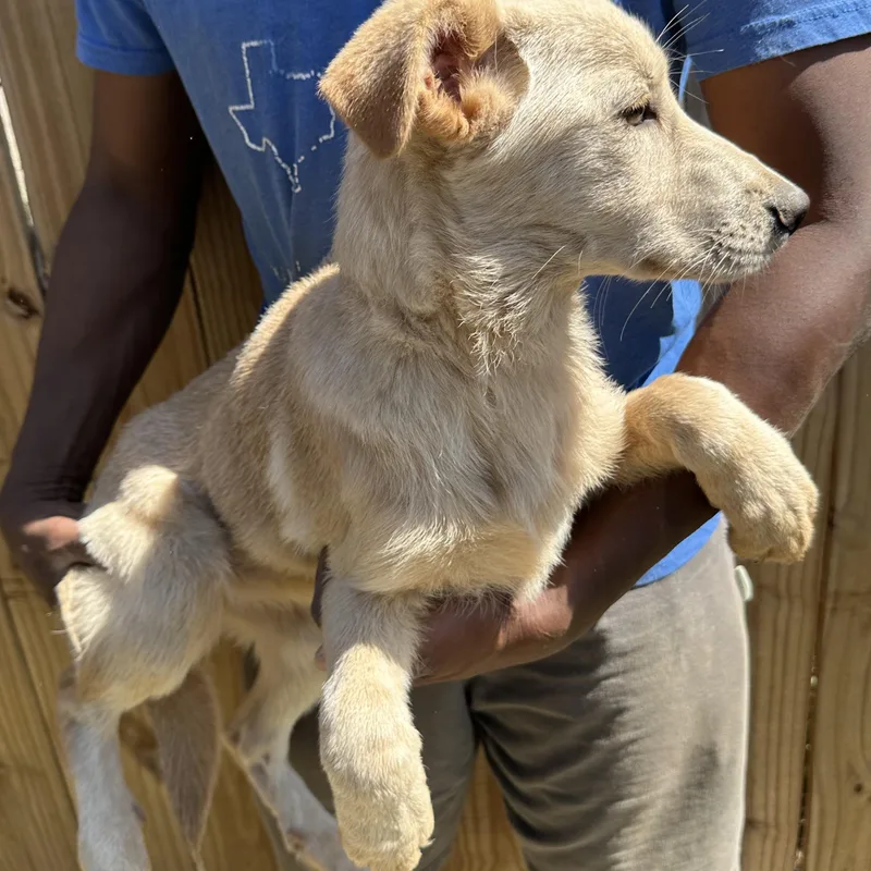 Poppi  Local April thumbnail 4