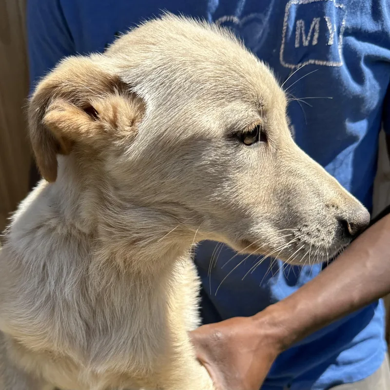 Poppi  Local April thumbnail 5