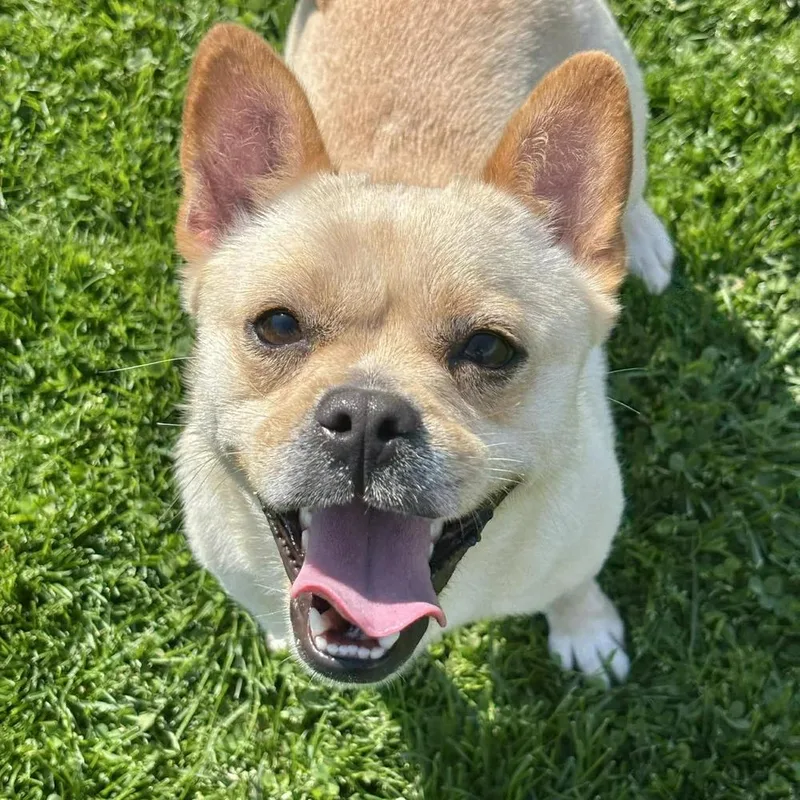 An adult medium-sized female Apricot / Beige Chihuahua dog named Kiki for adoption in Godfrey, IL