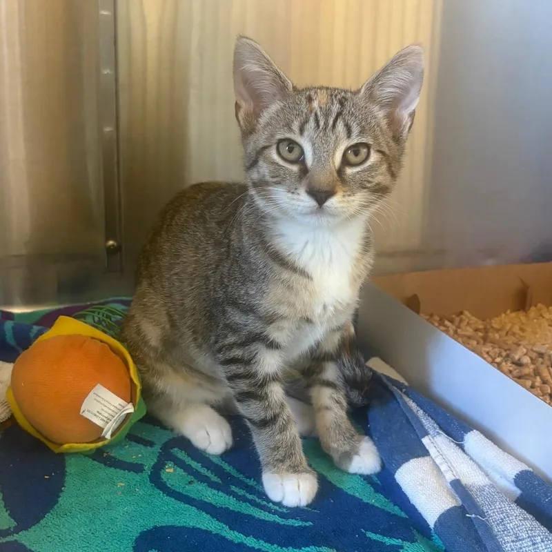 A baby small-sized female Torbie Domestic Short Hair cat named Tara for adoption in Naples, FL
